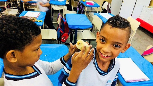 Alunos da Emef Margarida estudam o tema seres vivos com galinhas e pintinhos